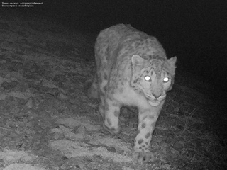 "Қизил китоб"га киритилган қор қоплони фотоқопқонга тушди