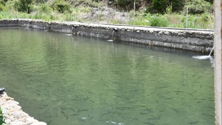 Шаҳрисабзнинг "Танхоз" дарёси бўйида форель балиғи етиштириш бошланди