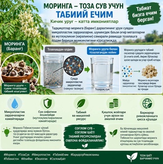 Табиатдан ечим: моринга уруғи сувдаги микропластикларни камайтиришга ёрдам беради