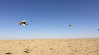 В естественный ареал обитания