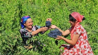 Интенсивное садоводство  как ключевой приоритет