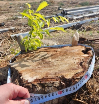 Тошкентда 4 туп ёнғоқ дарахтини кесган шахслар жаримага тортилди