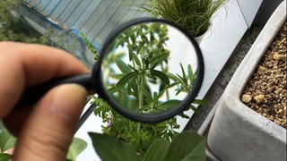 Karantin ostidagi mahsulotlarni olib kirish va olib chiqish qoidalarini buzish javobgarlikka sabab boʻladi