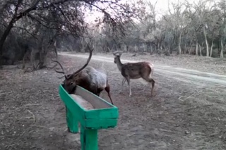Қуйи Амударё давлат биосфера резерватида ўрнатилган фотоқопқонга Бухоро буғулари тушиб қолди