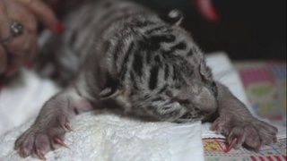 Nikaragua hayvonot bog'ida Oq Bengal` yo'lbarsi dunyoga keldi