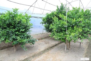 Зарбдор тәжирийбеси: