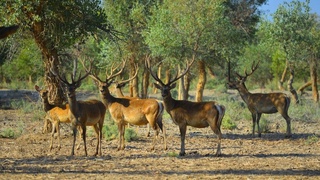 “Зарафшон” миллий табиат боғи Экология ва атроф муҳитни муҳофаза қилиш давлат қўмитаси тизимига ўтказилди