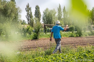 Аҳоли томорқалари ва ер майдонларидан самарали фойдаланиш ташкил этилади