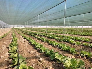 В Андижанской области построили современный тепличный комплекс на 111 га