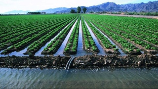 Как зеленое развитие поддержит сельское хозяйство и водопользование Узбекистана