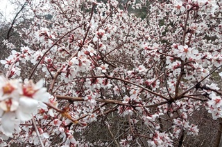 Байрам кунлари Ўзбекистоннинг барча ҳудудлари бўйича ёғингарчилик кутилмайди