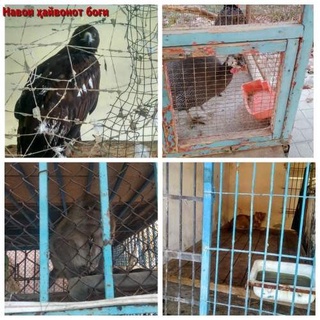 Камчиликлар бартараф этилмаса ҳайвонот боғи ёпилади