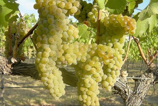 Uzbekistan is a leader in the supply of table grapes to Georgia