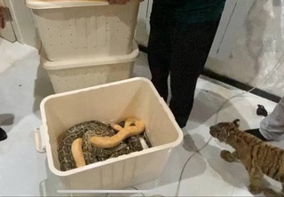 В одном из домов Ташкентской области незаконно содержали тигра и питонов