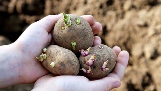 Будут созданы семенные запасы для посева картофеля на площади не менее 10 процентов от ежегодной площади посевов