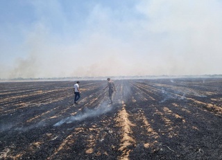 Тошкент вилоятида 603 гектар сомонпоялар ёқиб юборилган