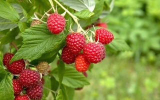 Дар вилояти Фарғона дар 300 гектар малиназорҳои нав  бунёд карда  мешаванд