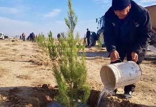 Аэропорты Узбекистана поддержали проект «Яшил макон»