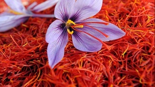 Узбекский шафран заинтересовал покупателей из Саудовской Аравии