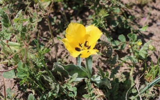 В пустыне Дальварзин Ташкентской области впервые обнаружена сенопопуляция Tulipa Borszczowii Baker