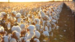 Пахта кластерлари йўқ ҳудудларда фермерлар кооперация ташкил қилиши мумкин