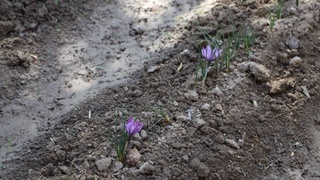 Барои парвариши заъфарон дар ноҳияи Сӯх маблағҳои созмонҳои молиявии байналмилалӣ ҷалб карда мешаванд