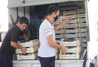 Узумзор ва Соҳилобод боғ-токзорларининг довруғи тикланади