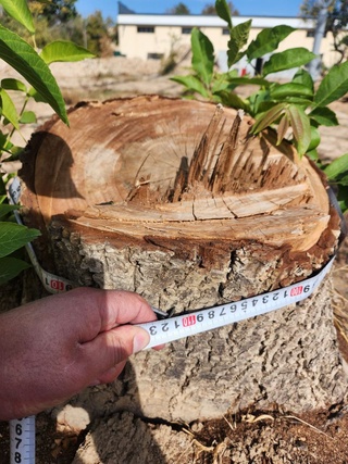 Тошкент вилоятида 4 туп ёнғоқ дарахти рухсатсиз кесиб ташланди