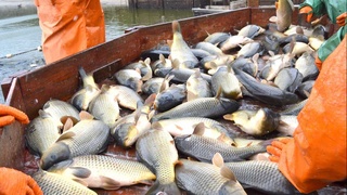 Балиқ етиштираётган аҳолини ўқитиш йўлга қўйилади