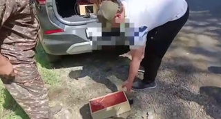 Toshkent viloyatida bulbul ovchilari ushlandi