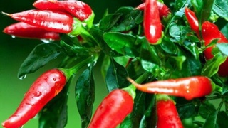 Қалампир зарар дейсизми, тўғри айтасиз, деёлмаймиз