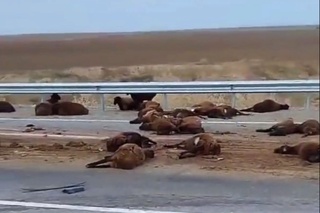 Yuk mashinasi 95 bosh qoʻyni urib yubordi