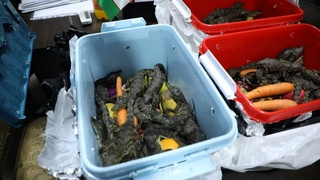 Bojxonachilar yurtimizga 56 ta timsoh va 10 ta buqalamunning yashirincha olib kirilishini fosh qilishdi