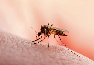 Вазорати тандурустии Куба марги 33 нафарро аз сабаби сироятёбӣ аз вирусҳои тавассути хомӯшак паҳншаванда тасдиқ кард