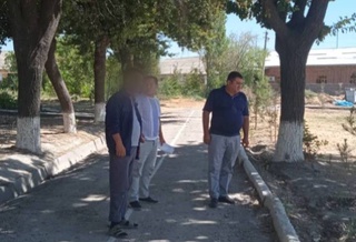 В Ташобласти оштрафовали главу районного Управления благоустройства за засохшие насаждения