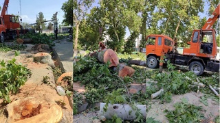 Китобда 1152 та кўп йиллик дарахтлар кесиб ташланган