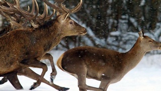 У чешского охотника «отобрал» ружье…олень