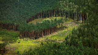 Ўрмон хўжалиги тизимини ривожлантириш «Йўл харитаси» тасдиқланди