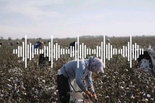 Пахта теримига чиқмаганларга бола пули берилмаслигини айтган маҳалла раиси жаримага тортилди