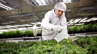 Обсуждены вопросы внедрения в Узбекистане французского опыта выращивания и переработки технической конопли