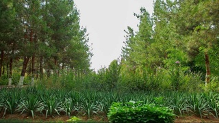 Лесное хозяйство: повышая эффективность использования земель