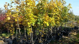 Более трех тысяч гектаров лесов будет высажено в Узбекистане