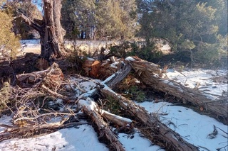 Деҳқонобод ўрмон хўжалигида 100 дан ортиқ Зарафшон арчалари кесилган