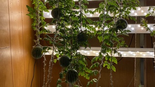 Rossiyalik olimlar Antarktidada tarvuz yetishtirishdi