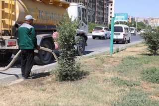 В Навоийской области организуется регулярный полив молодых деревьев
