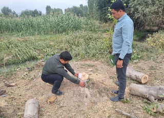 Дарахтларни ноқонуний кесиб, машинасига ортаётган ҳуқуқбузар воқеа жойида ушланди