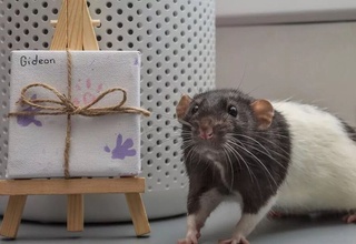 Daily Star: британиялик аёл каламушлари чизган расмларни сотиб, даромад топмоқда