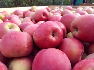 Олманинг инсон организми учун энг фойдали хусусиятлари маълум қилинди