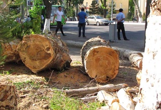 Масъулият барои ғайриқонунӣ буридани дарахтон пурзӯр гардонда мешавад