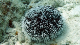 Olimlar saraton kasalligini davolash uchun dengiz tipratikanidan material tayyorlashdi